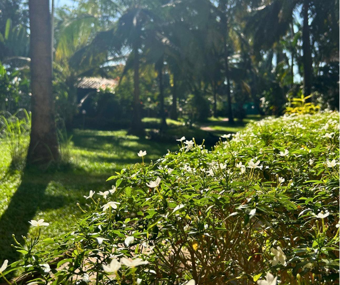 Jungle Hut-Annabelle'S Beach Apartments At Bernard Simao,Calangute,Goa Candolim Luaran gambar