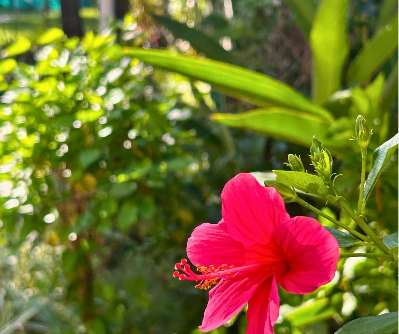 Jungle Hut-Annabelle'S Beach Apartments At Bernard Simao,Calangute,Goa Candolim Luaran gambar